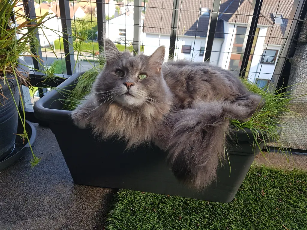 Condolence image of Brigitta mit Sam † 13.6.19