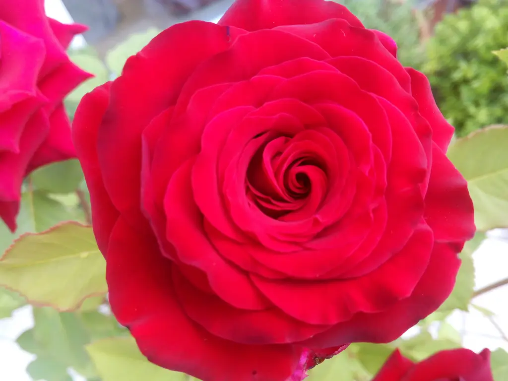 Condolence image of Post von Balou