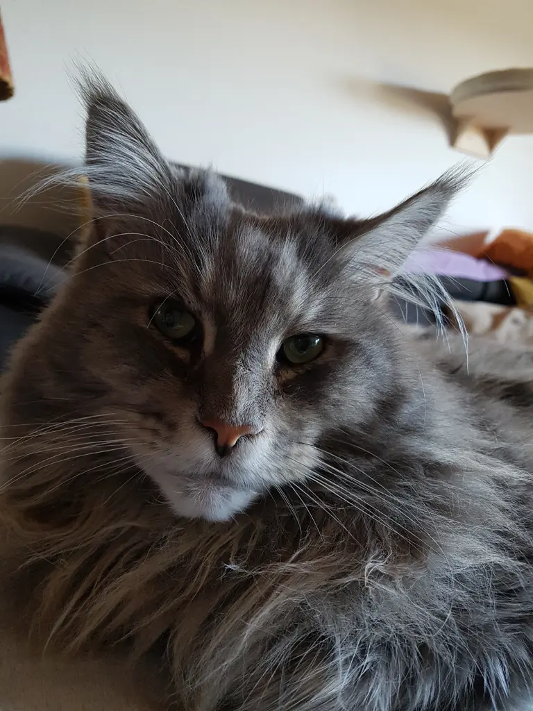 Condolence image of Ein lieber Gruß von Brigitta und ♥Sam♥