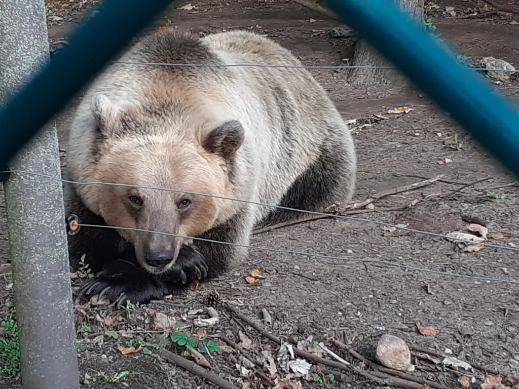 Condolence image of Jutta mit Purzel tief im Herzen✟08.05.2016 