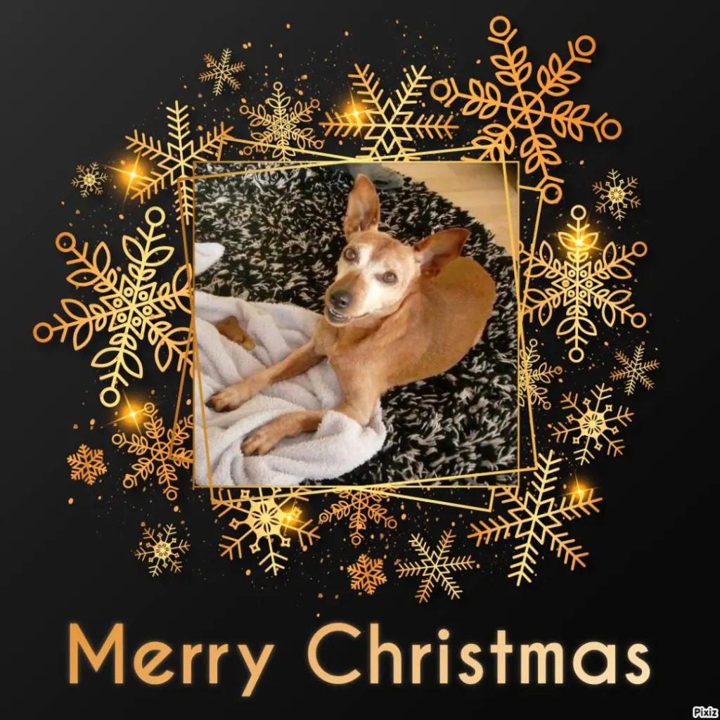 Condolence image of Jutta mit Purzel tief im Herzen ✟ 08.05.2016