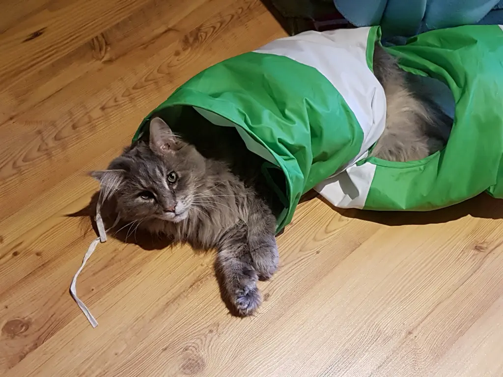 Condolence image of Rosen für ♥Tom♥