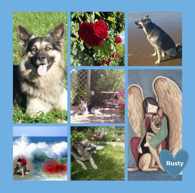 Condolence image of Rosen für Rusty 