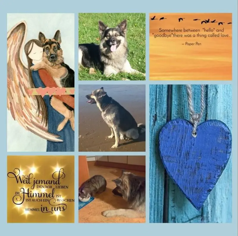 Condolence image of Rosen für Rusty zum Sternchentag