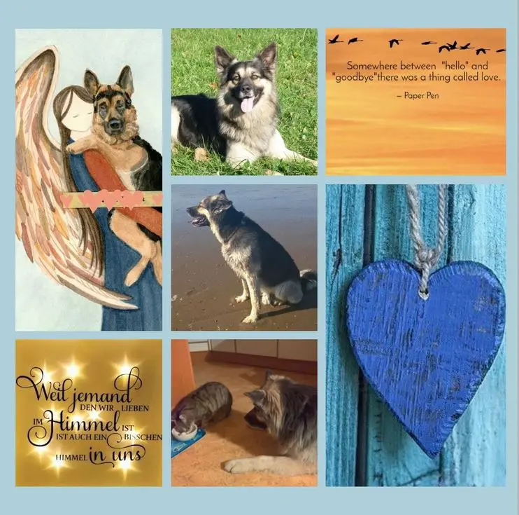 Condolence image of Für Rusty zum 5. Sternchentag 