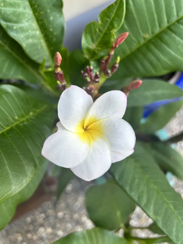 Condolence image of Mama und Papa