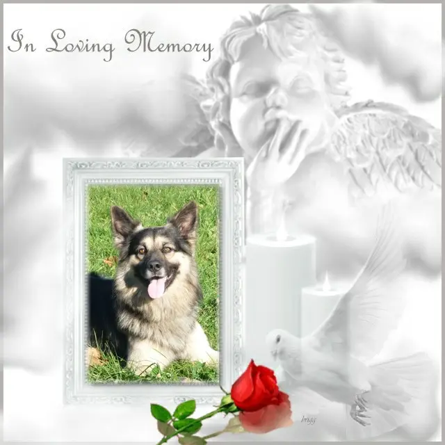 Condolence image of 6. Sternchen❤️Gedenktag❤️