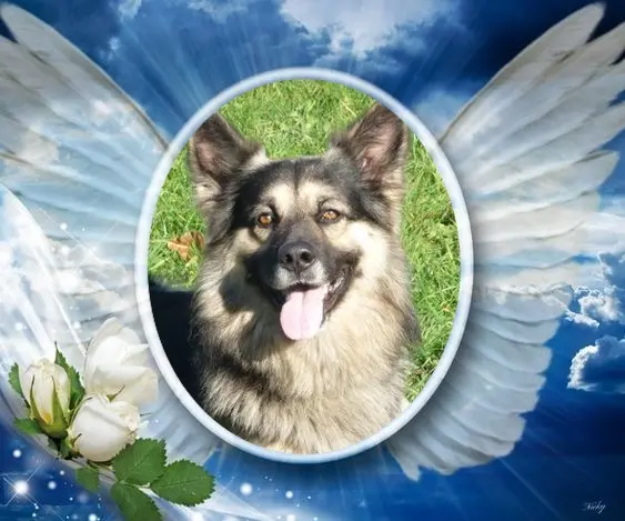 Condolence image of 6. Sternchen❤️Gedenktag❤️