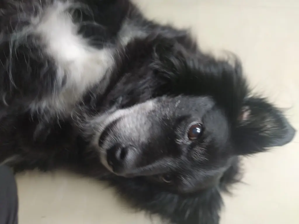 Andachtsbild von Petra und Blacky 