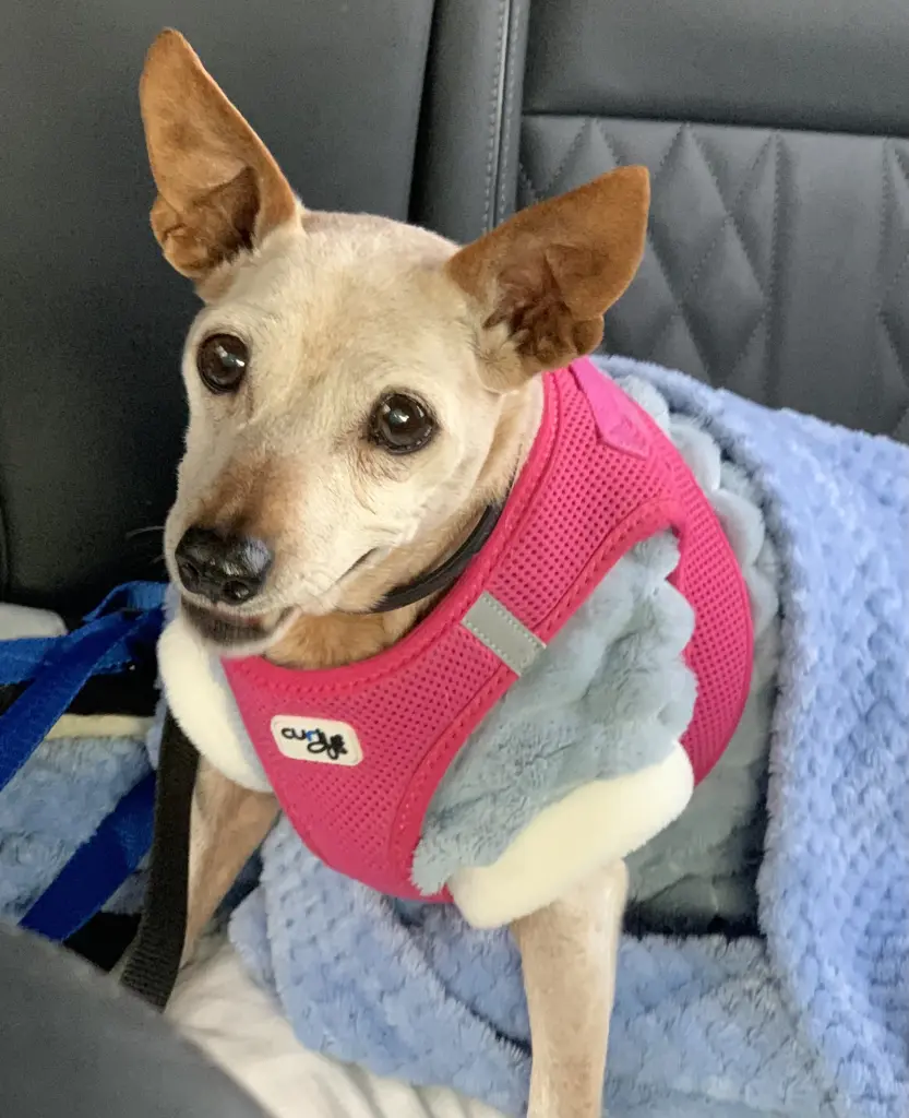 Andachtsbild von Cornelia