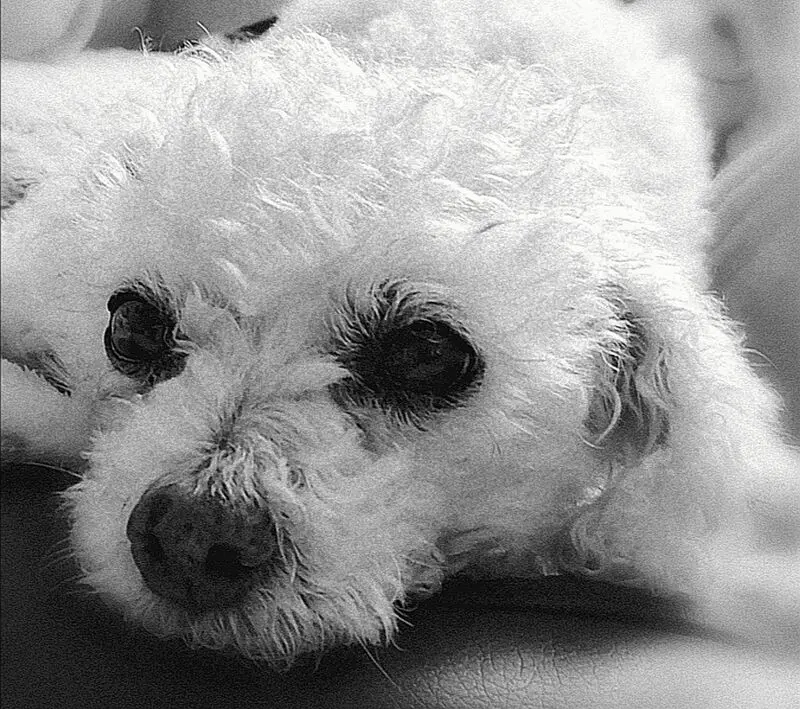 Andachtsbild von Gaby mit Snowy* im Herzen