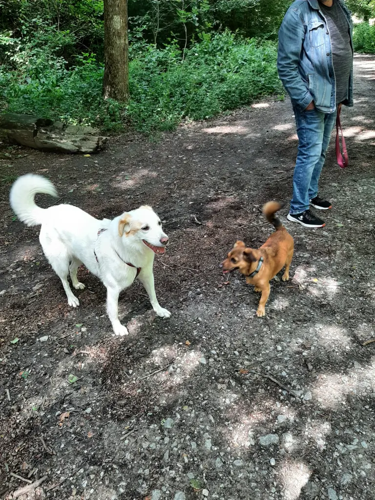 Andachtsbild von Unbekannt