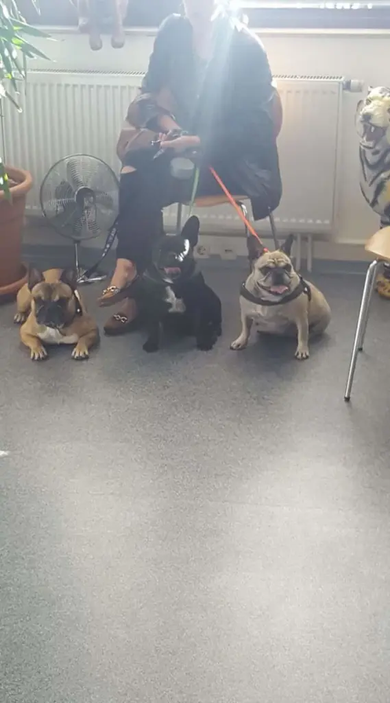 Andachtsbild von Elfe mit Joy,meggy u Buddy in unseren herzen