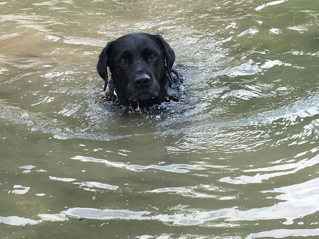 Andachtsbild von Heidi mit Buddy tief im Herzen
