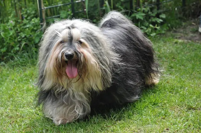 Bild von Buddy