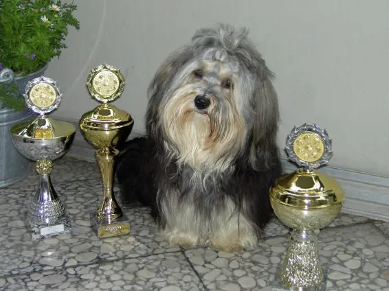 Bild von Buddy