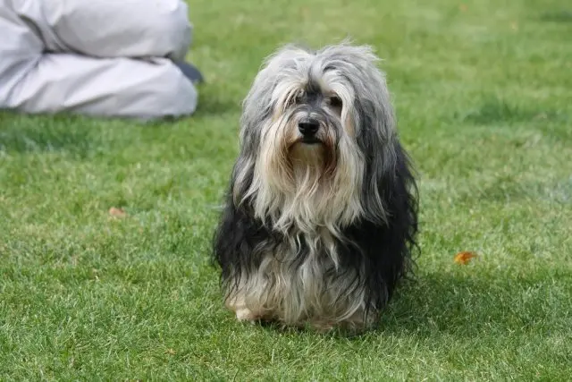 Bild von Buddy