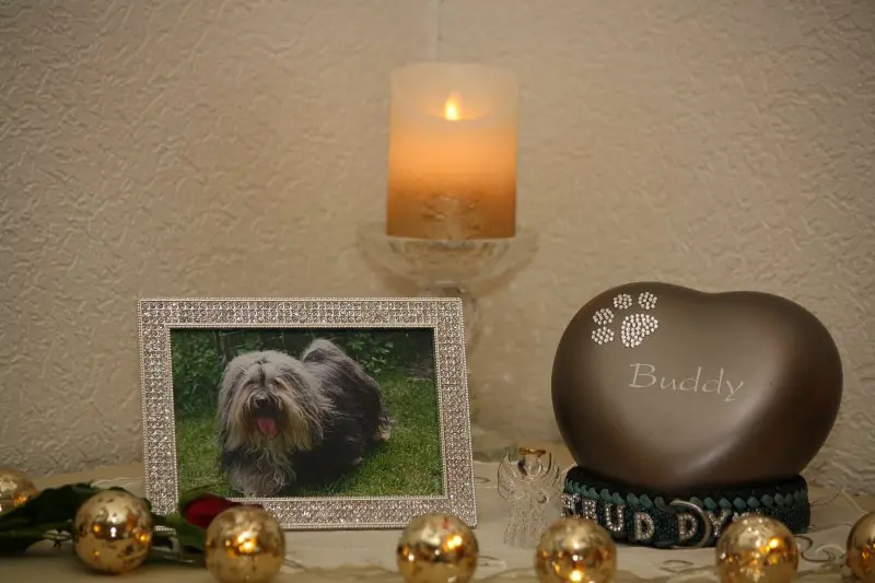 Bild von Buddy