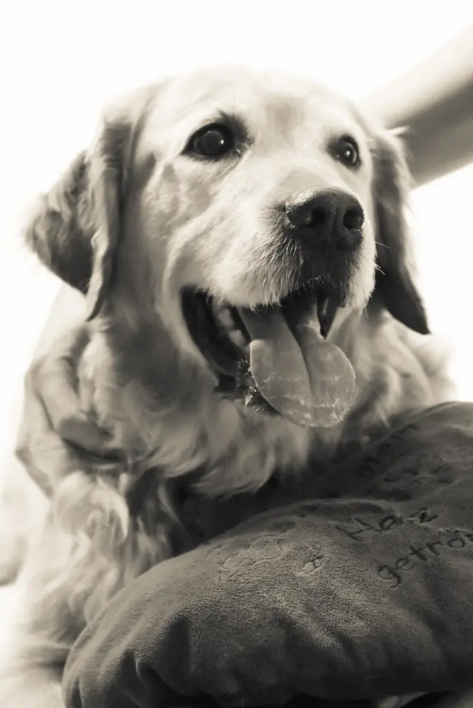 Condolence image of Micha mit Cäsar im Herzen