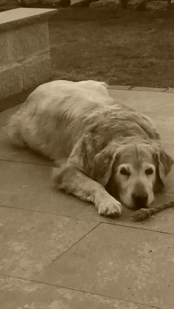 Condolence image of Micha mit Cäsar im Herzen