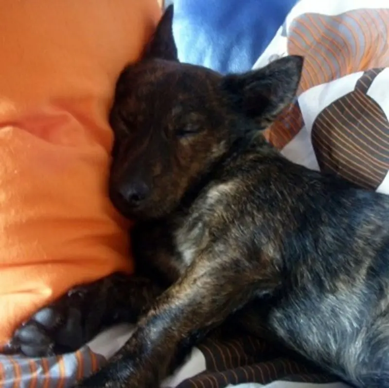 Condolence image of Mel mit Pepe & Luni im Herzen