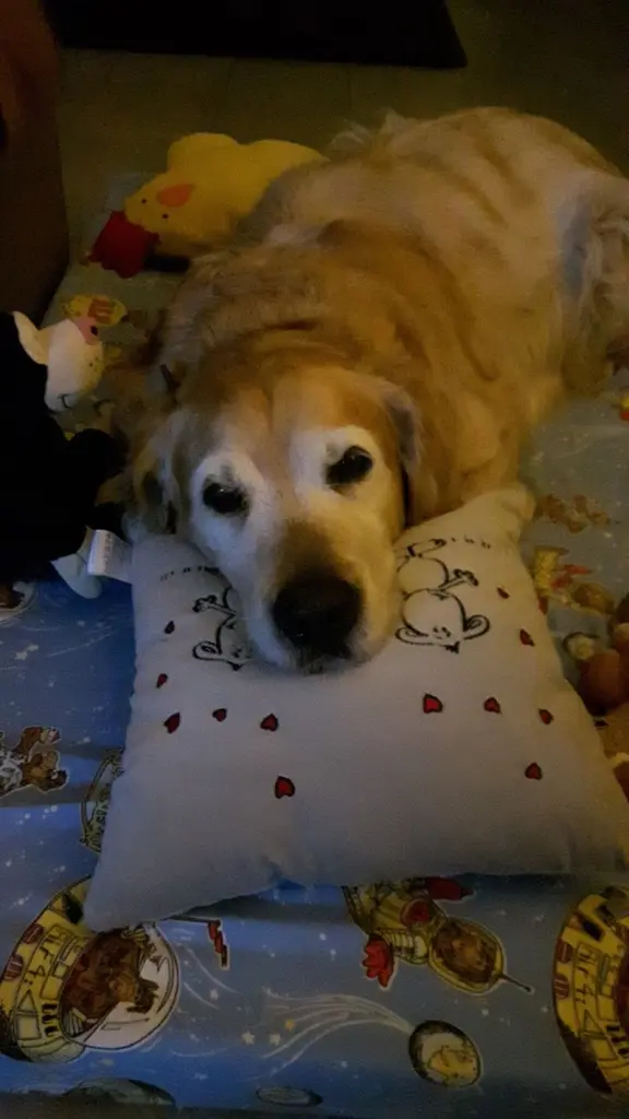 Condolence image of Micha mit Cäsar im Herzen