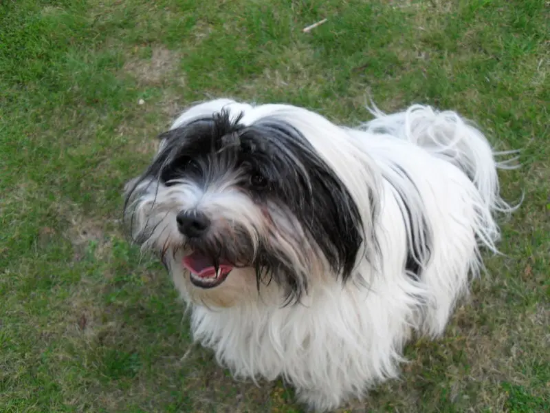 Condolence image of Doris mit Lizzy im Herzen