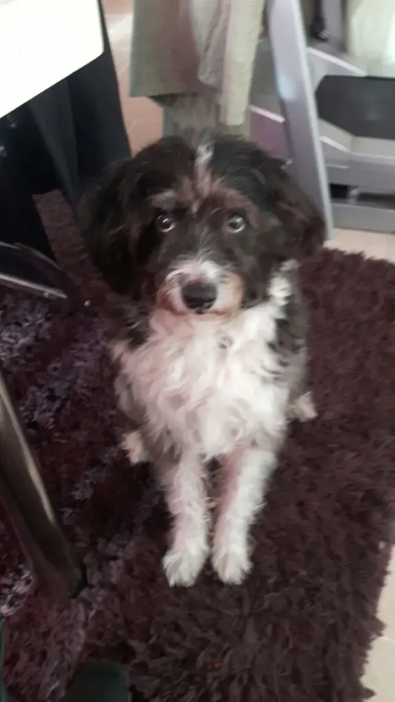 Condolence image of Frauchen und Herrchen 