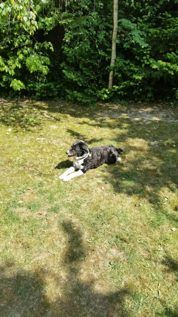 Condolence image of Herrchen und Frauchen