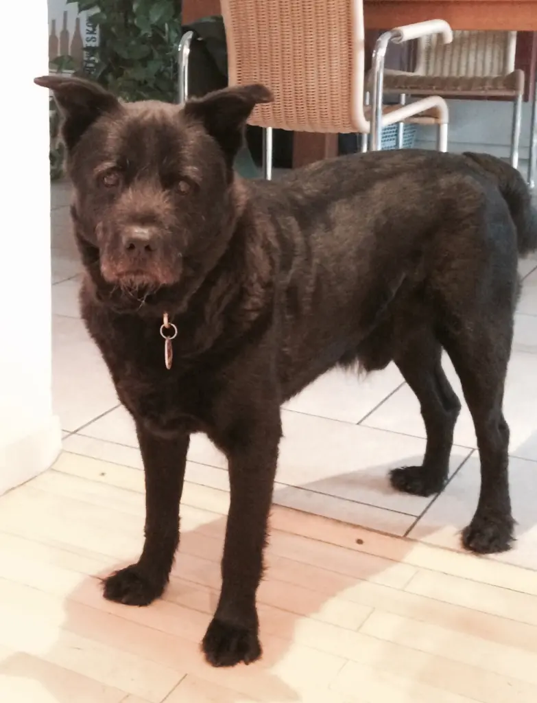 Condolence image of Silke