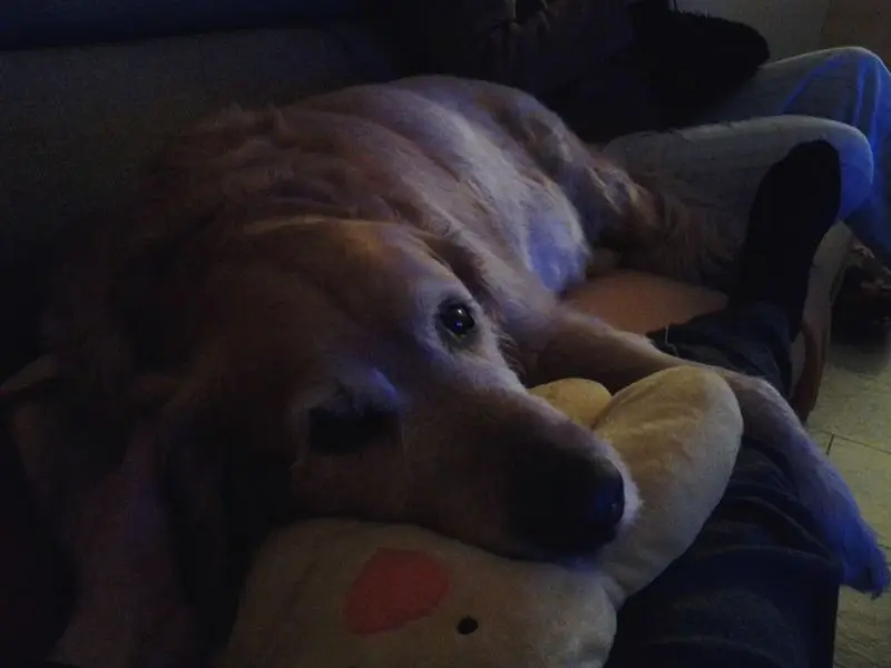 Condolence image of Micha mit Cäsar im Herzen