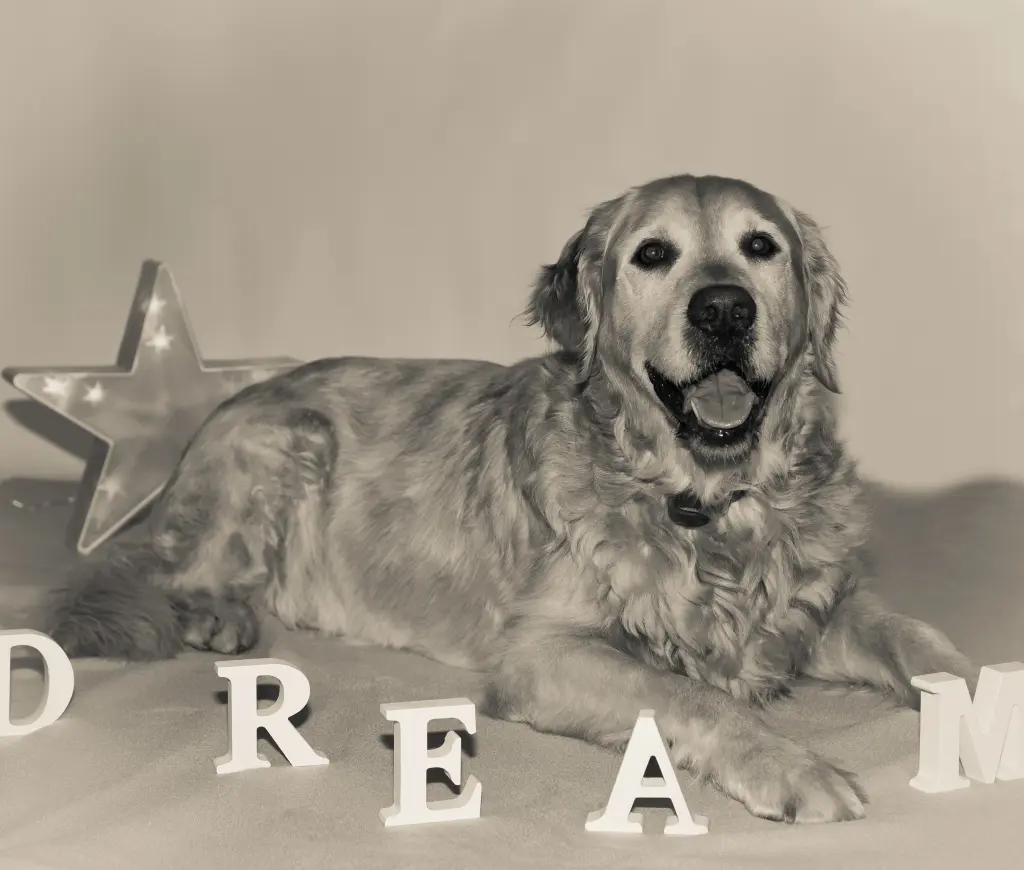 Condolence image of Micha mit Cäsar im Herzen