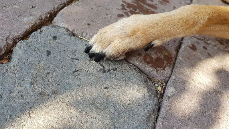 Image from Grace von den kleinen Helden