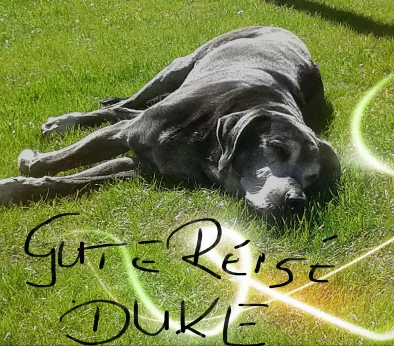 Bild von Duke