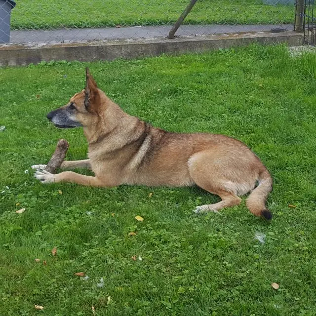 Condolence image of Claudia m. TARA im Herzen