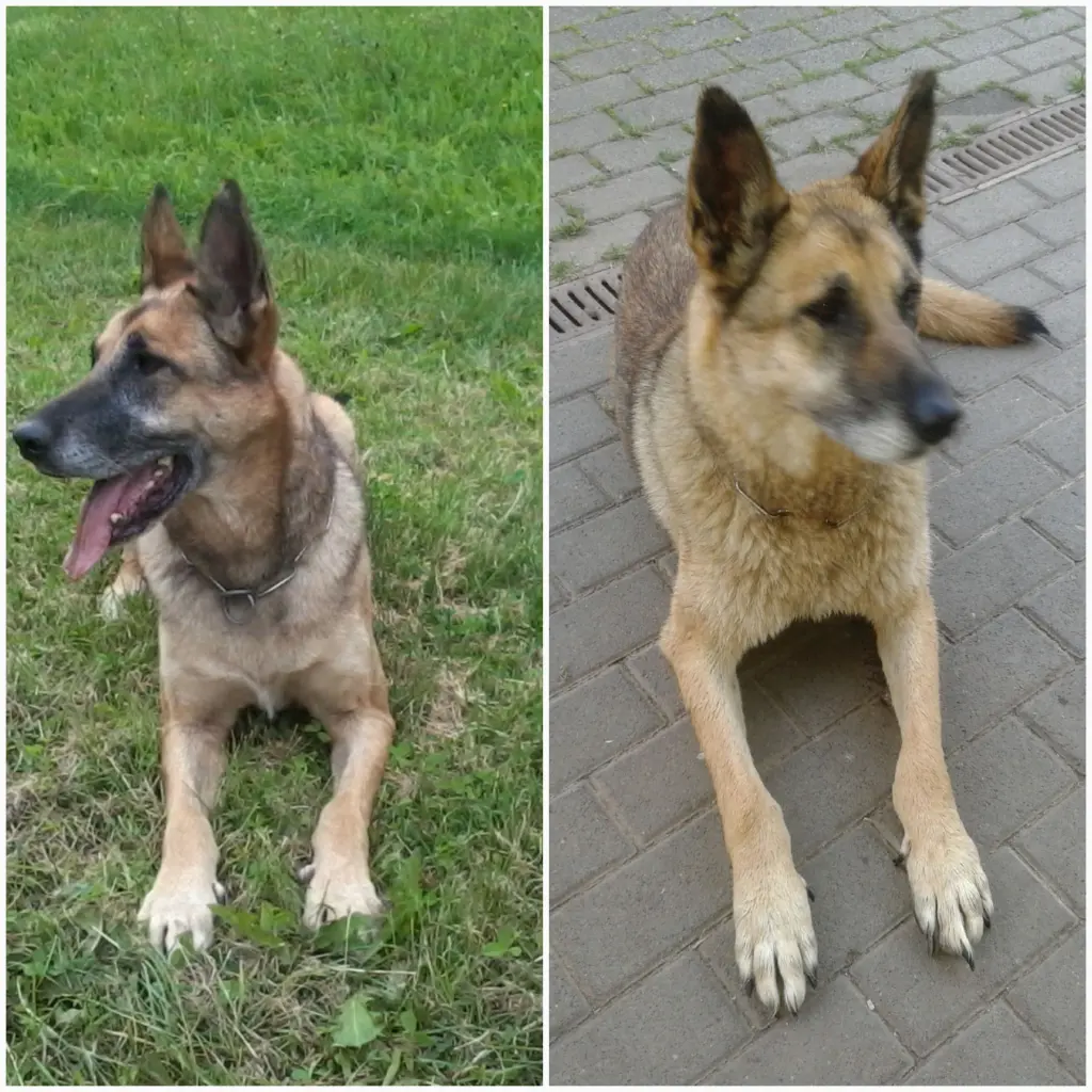 Condolence image of Claudia m. TARA im Herzen