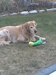 Condolence image of Micha mit Cäsar im Herzen