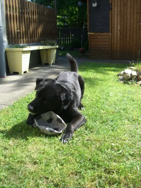 Condolence image of Andrea mit Apollo im Herzen