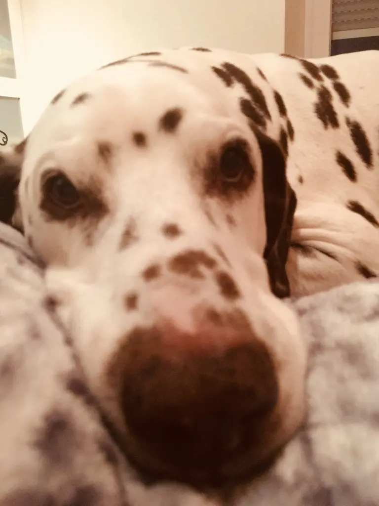 Condolence image of Kerstin mit Eddi