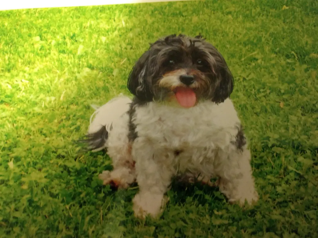 Condolence image of Sigrid mit Kira