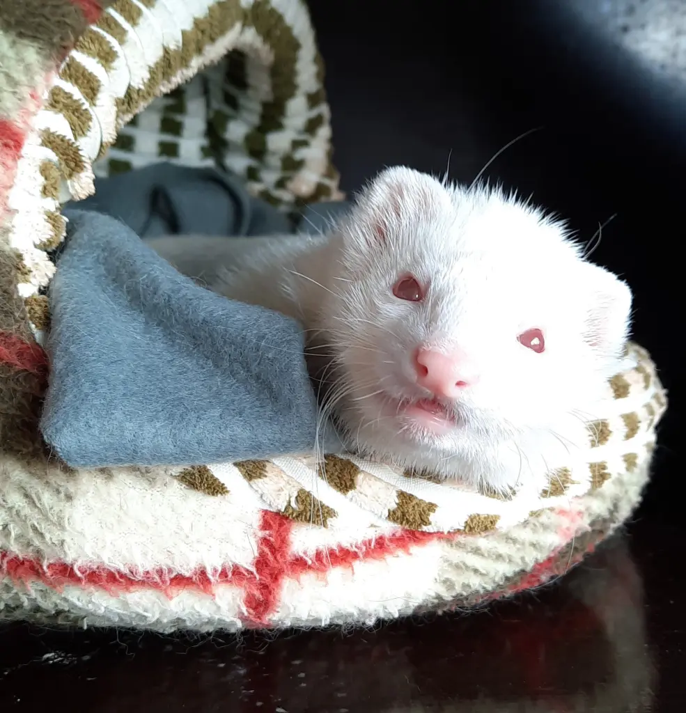 Andachtsbild von Unbekannt