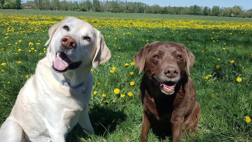 Andachtsbild von Elisabeth