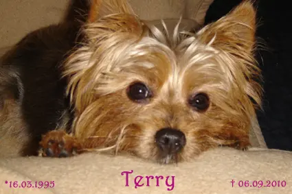 Image from Terry