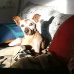 Condolence image of Jutta mit Purzel tief im Herzen