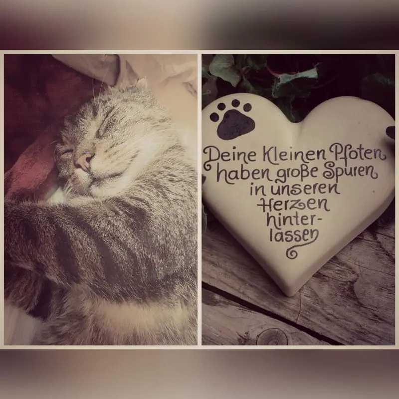 Image from Schlappi
