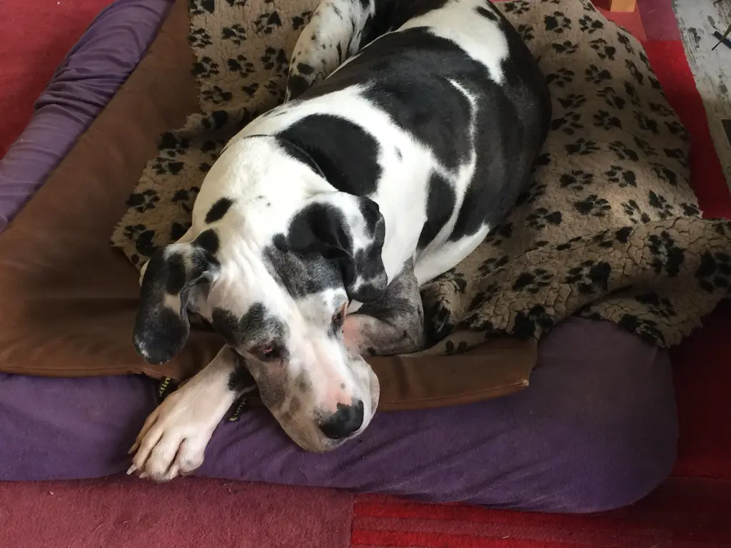 Condolence image of Esther mit Linu