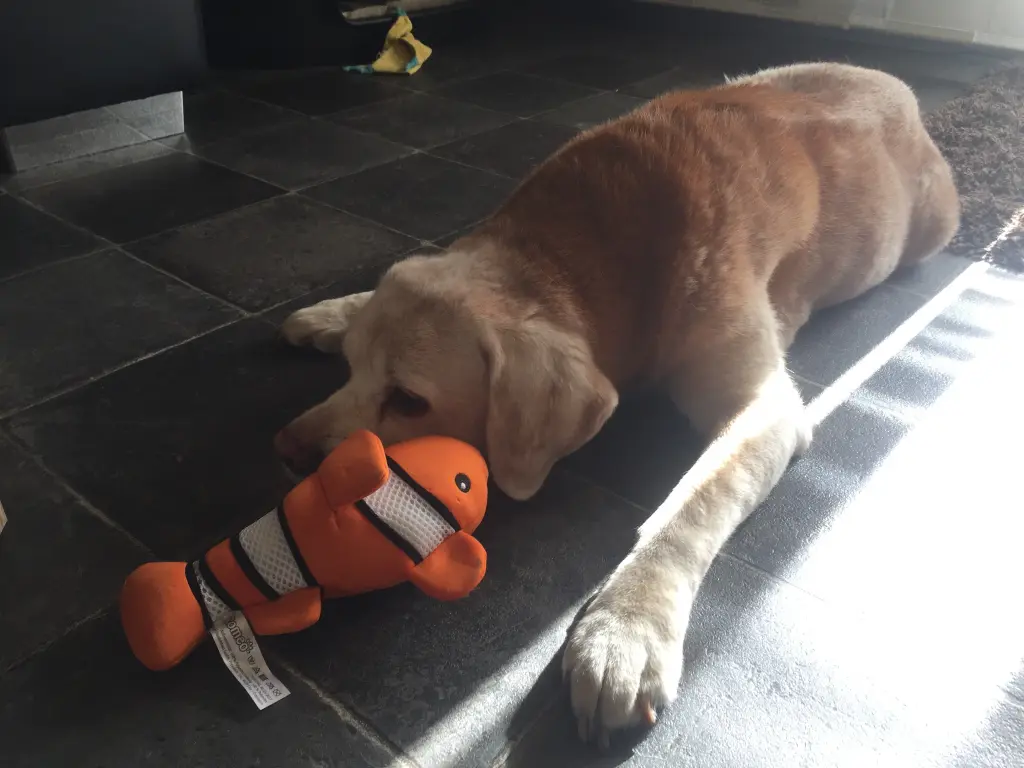 Condolence image of Daniela 