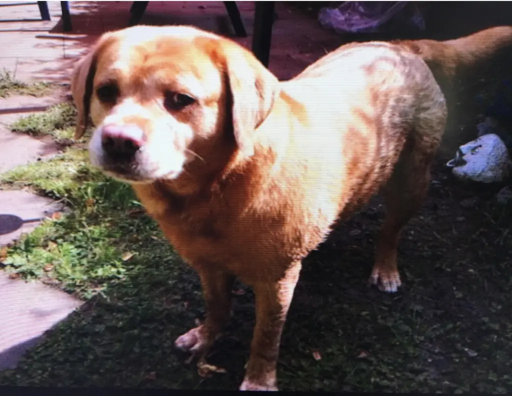 Condolence image of Hannelore