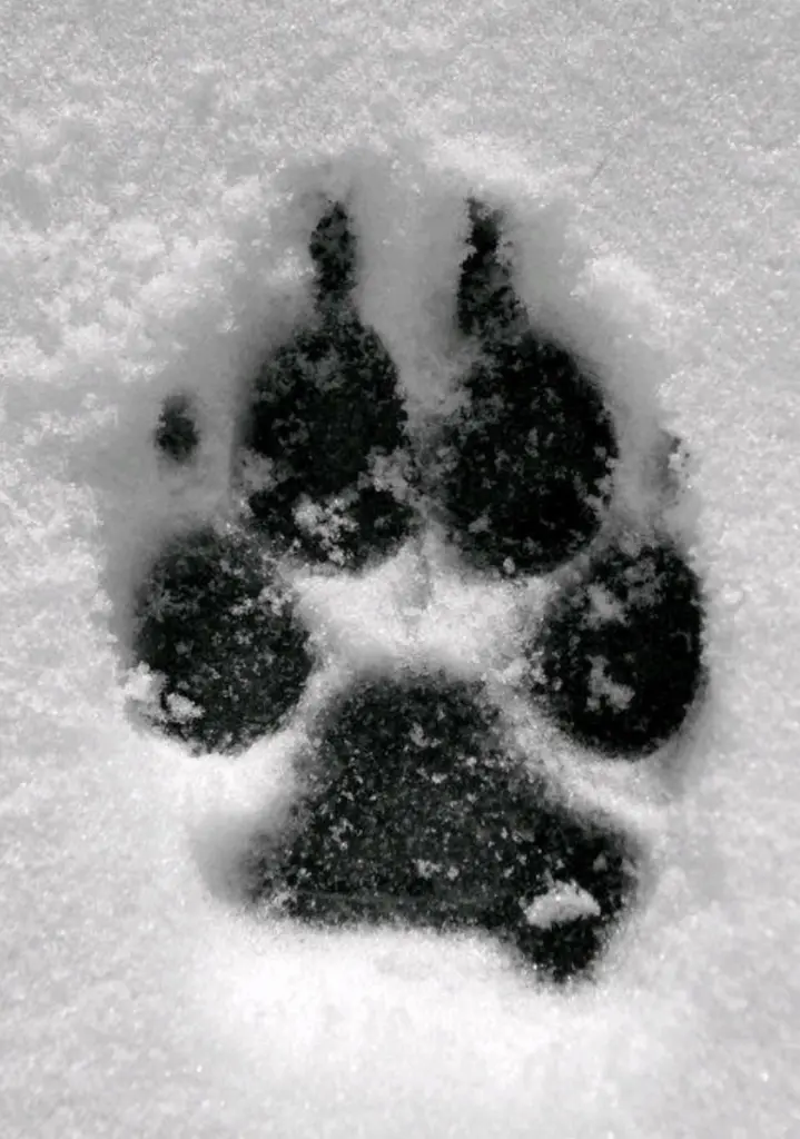 Condolence image of Daniela 