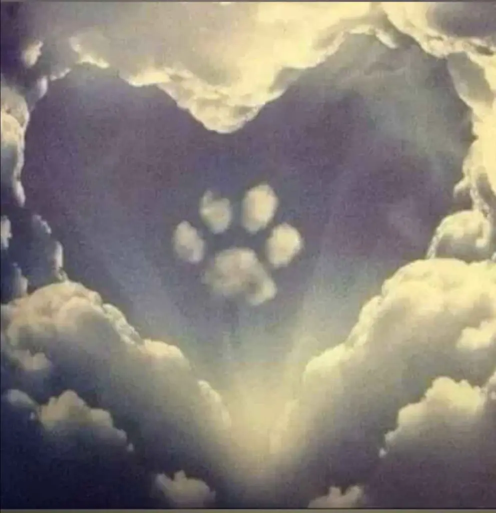 Condolence image of Daniela 